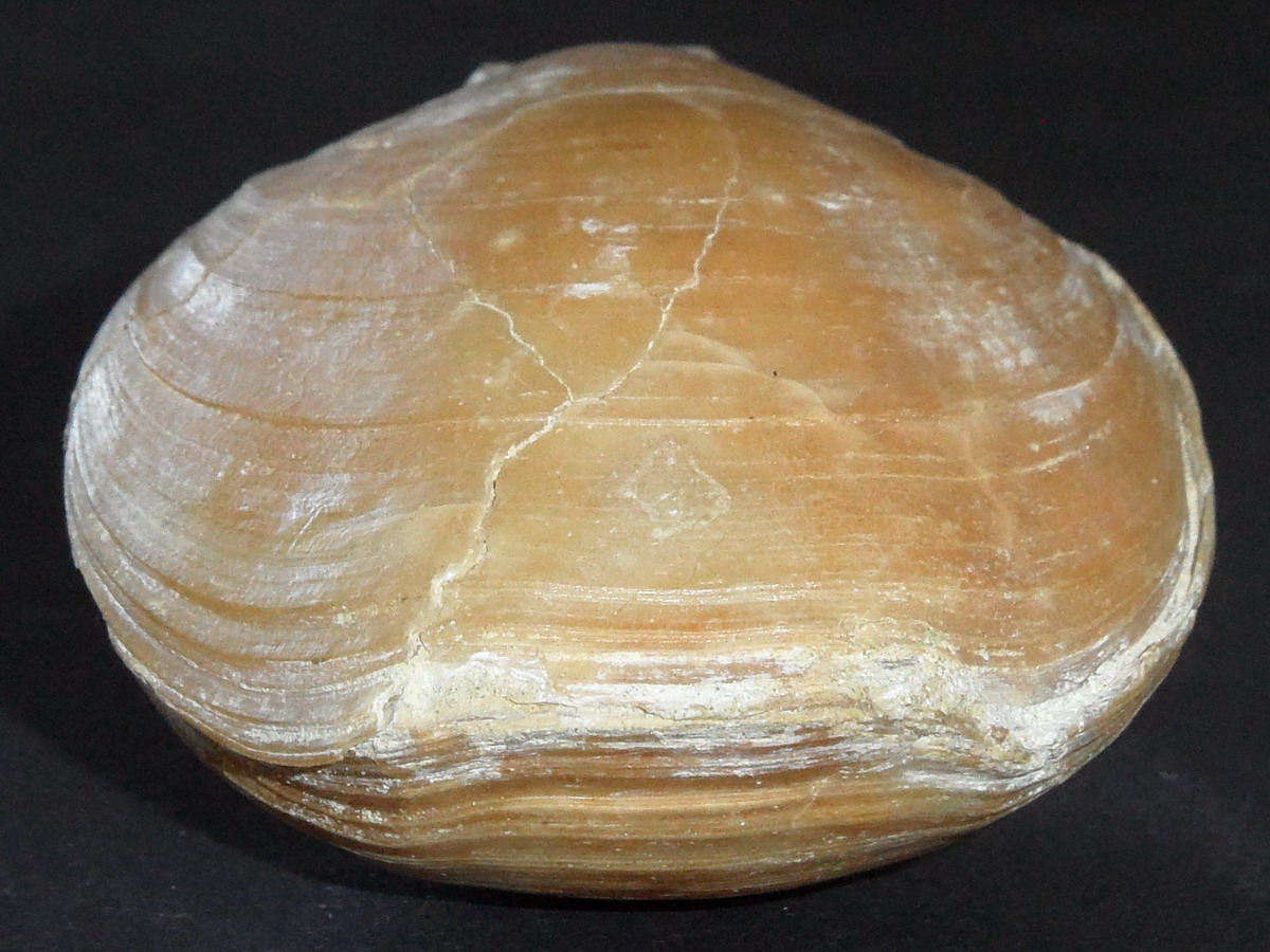 Terebratula scillae (?)