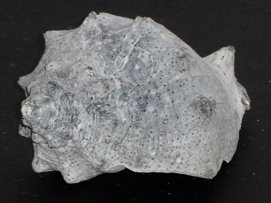 Melongena (corona o cornuta?)