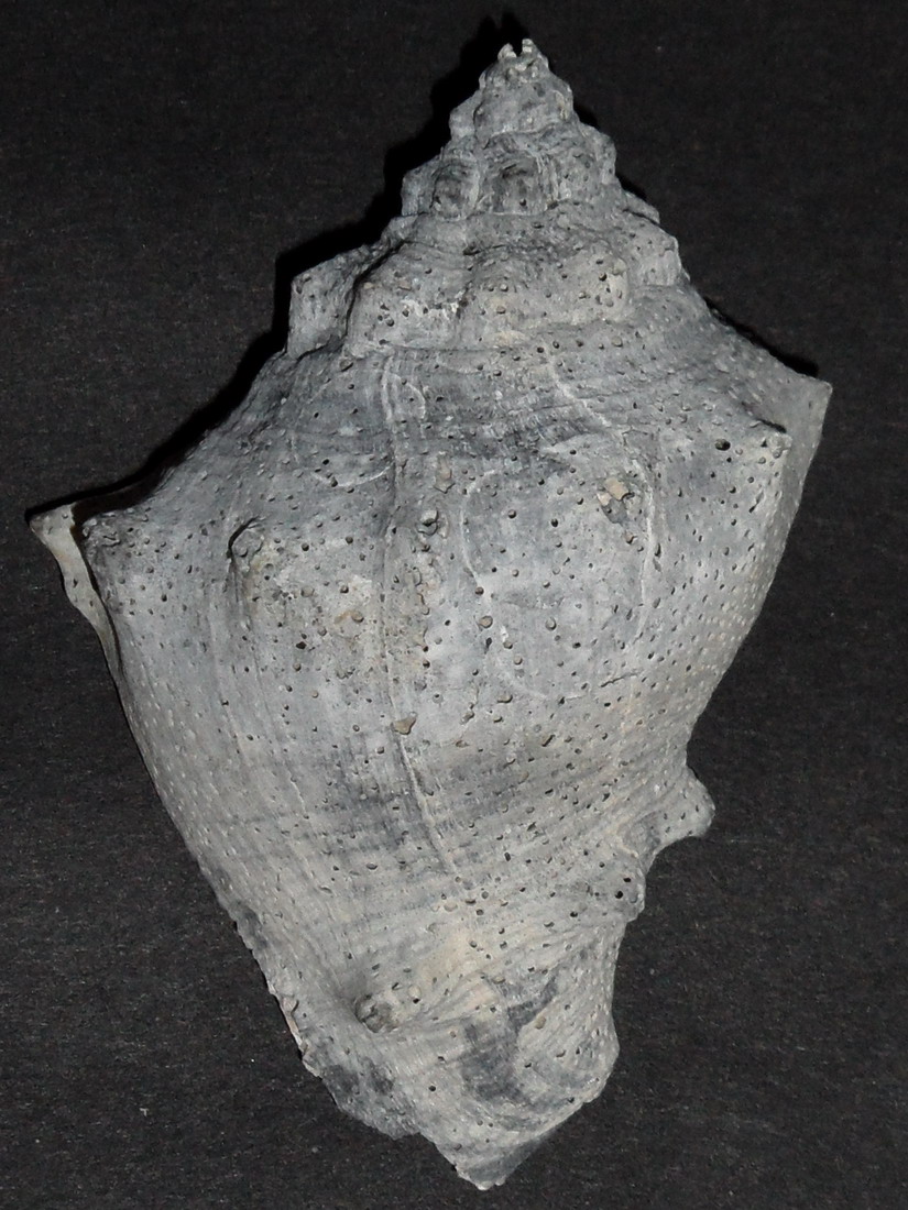 Melongena (corona o cornuta?)