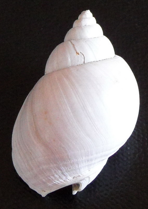 gasteropode pliocenico