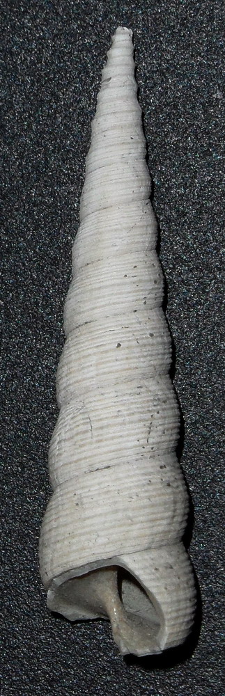 Turritella (specie?)