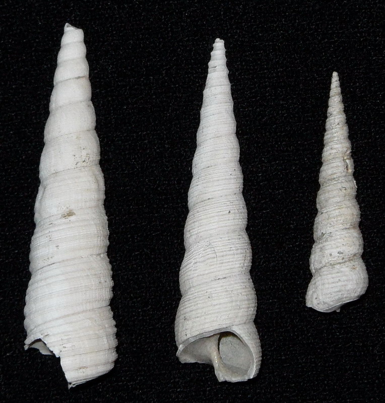 Turritella (specie?)