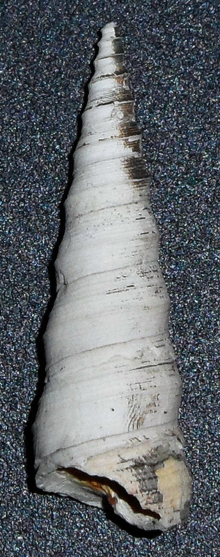 Turritella (specie?)