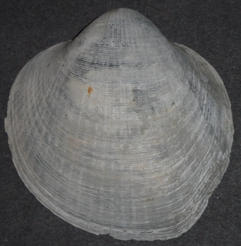 specie di Glycymeris?