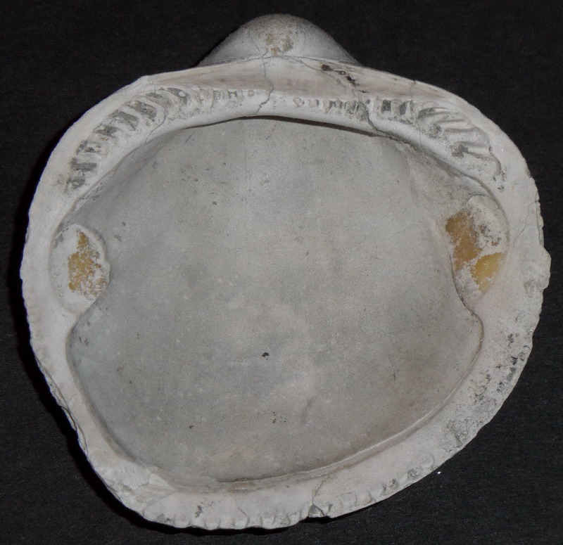 specie di Glycymeris?