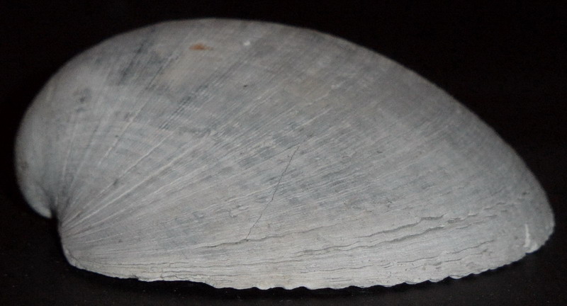 specie di Glycymeris?