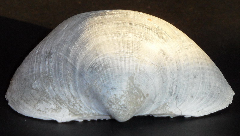 specie di Glycymeris?