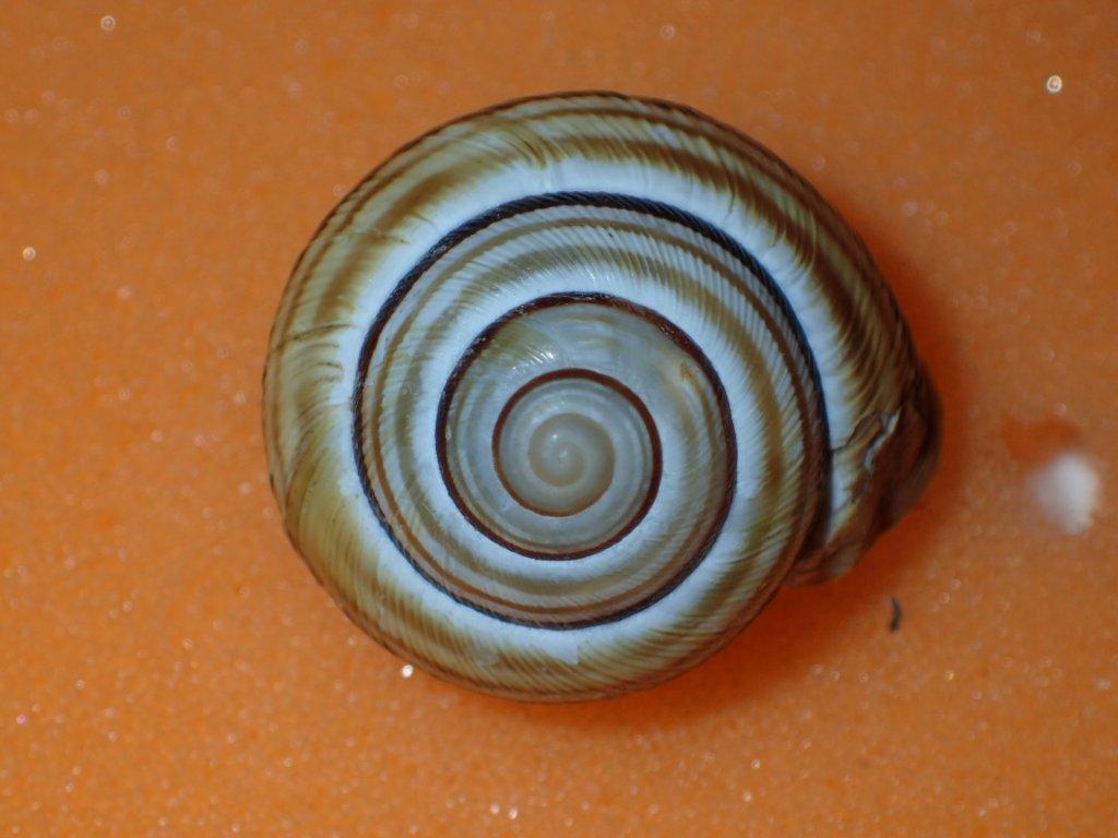 Cepaea vindobonensis ( C. Pfeiffer , 1828)