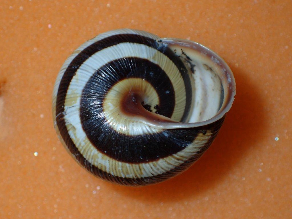 Cepaea vindobonensis ( C. Pfeiffer , 1828)