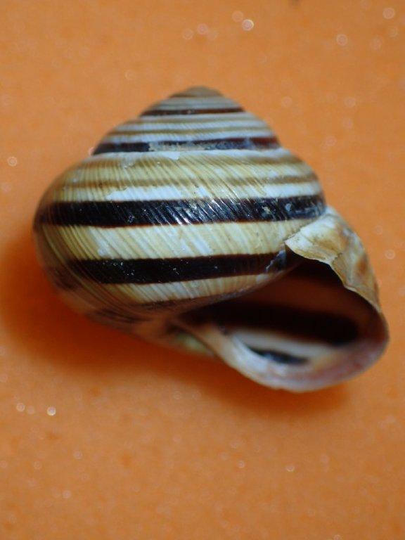 Cepaea vindobonensis ( C. Pfeiffer , 1828)