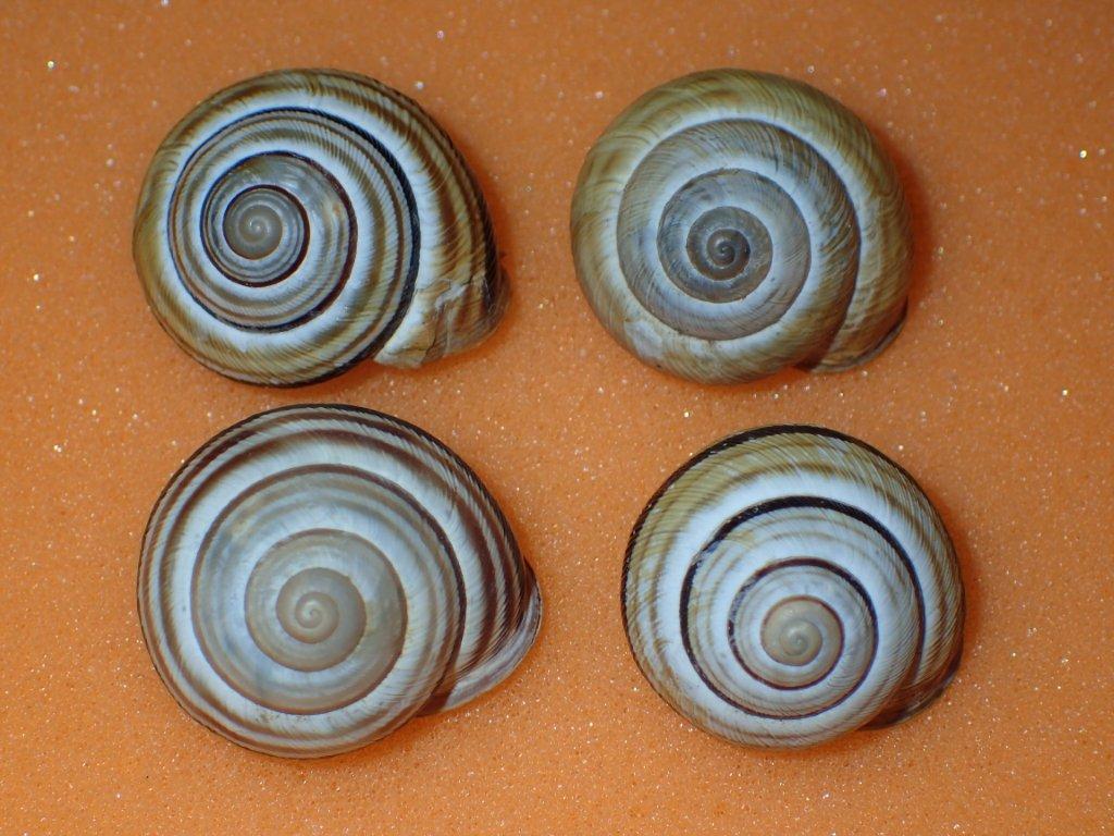 Cepaea vindobonensis ( C. Pfeiffer , 1828)