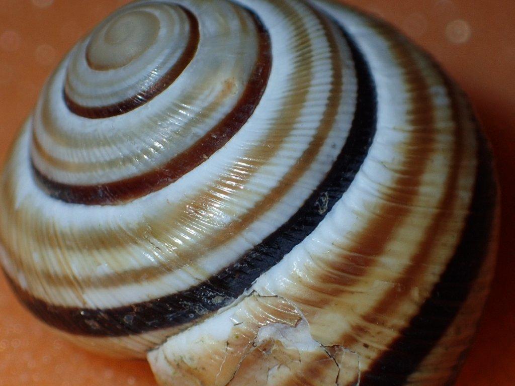 Cepaea vindobonensis ( C. Pfeiffer , 1828)