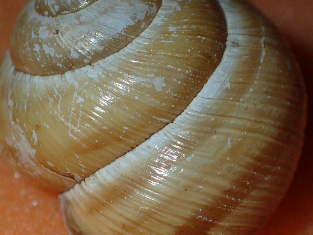 Cepaea vindobonensis ( C. Pfeiffer , 1828)