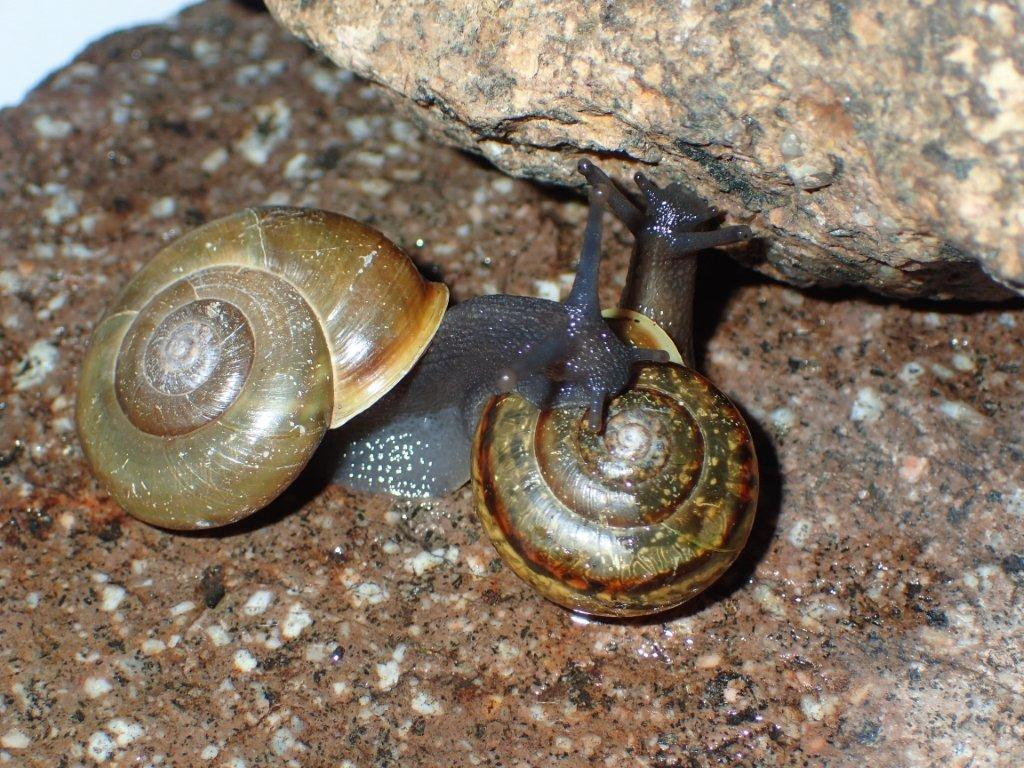 Chilostoma zonatum ( Studer, 1820) ValleCamonica.