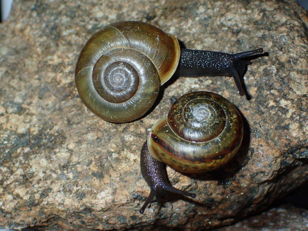 Chilostoma zonatum ( Studer, 1820) ValleCamonica.