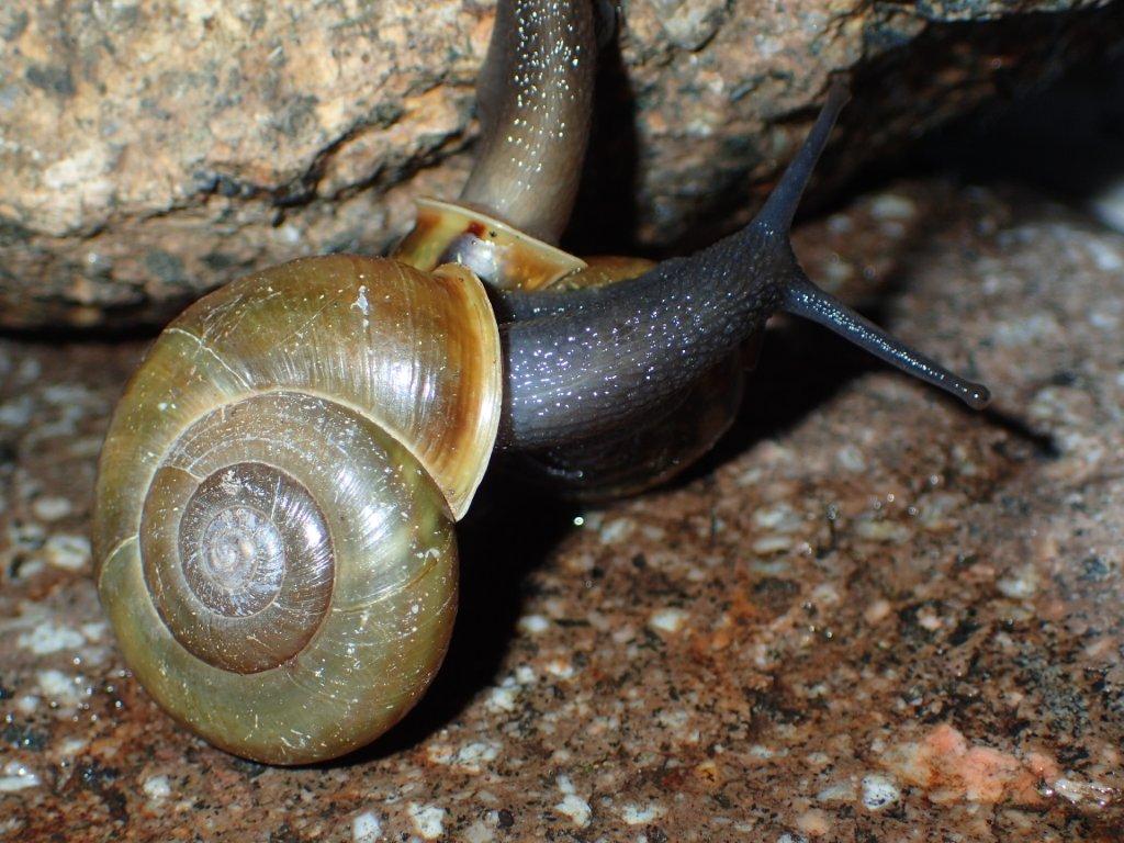 Chilostoma zonatum ( Studer, 1820) ValleCamonica.