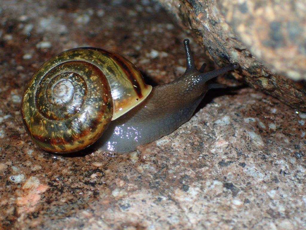 Chilostoma zonatum ( Studer, 1820) ValleCamonica.