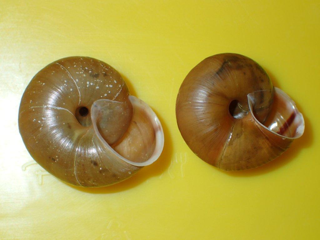 Chilostoma zonatum ( Studer, 1820) ValleCamonica.