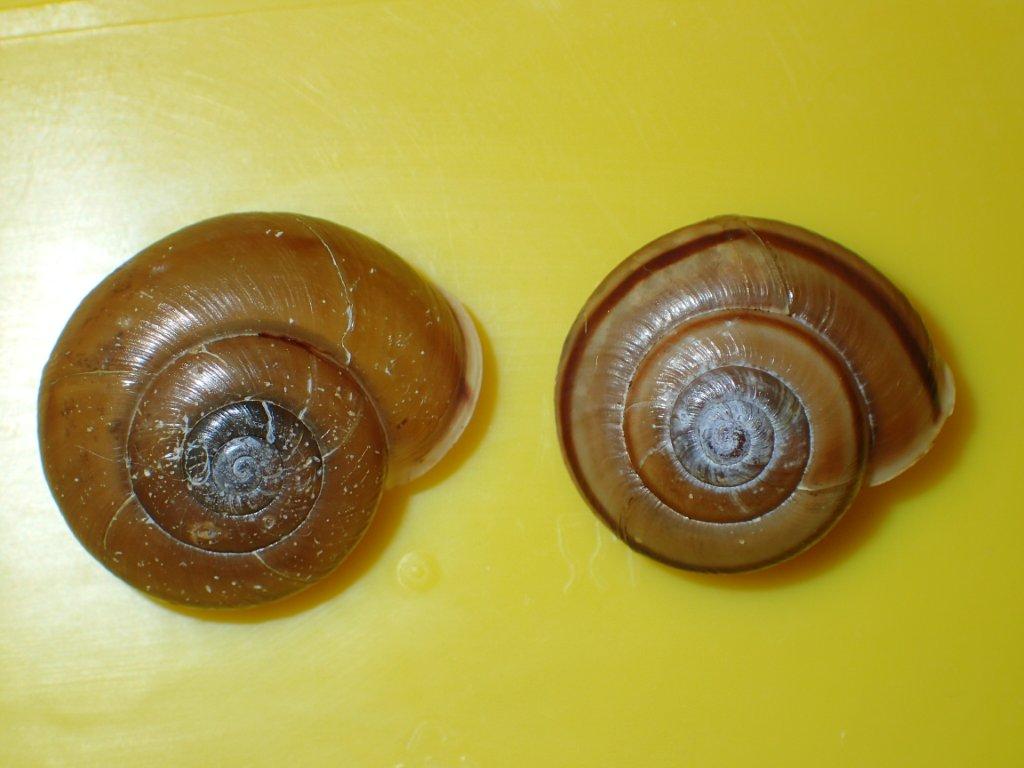 Chilostoma zonatum ( Studer, 1820) ValleCamonica.