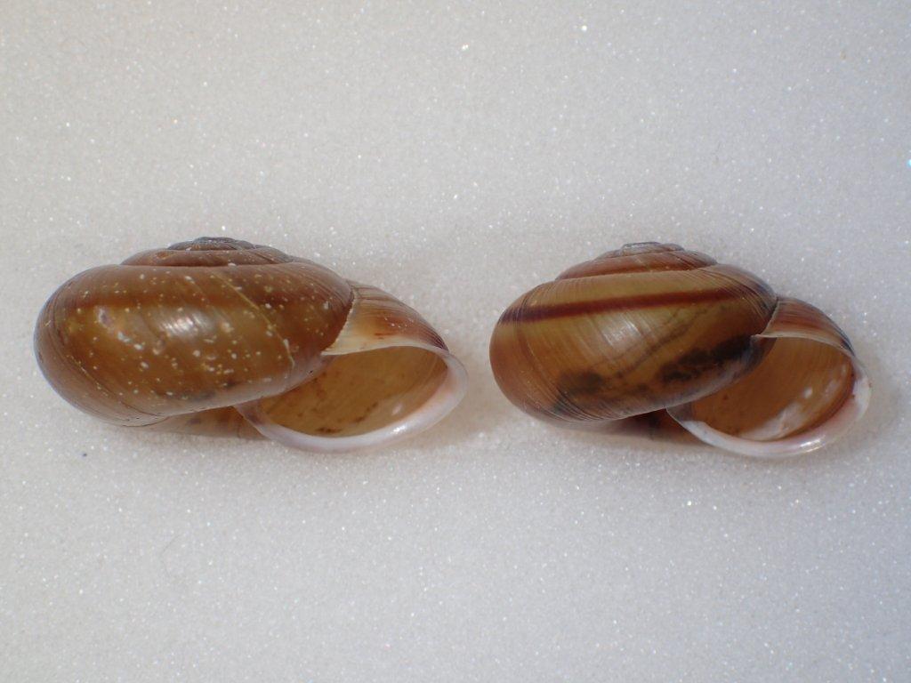 Chilostoma zonatum ( Studer, 1820) ValleCamonica.