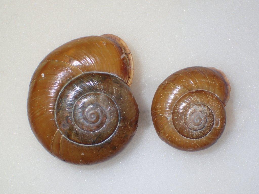 Chilostoma zonatum ( Studer, 1820) ValleCamonica.