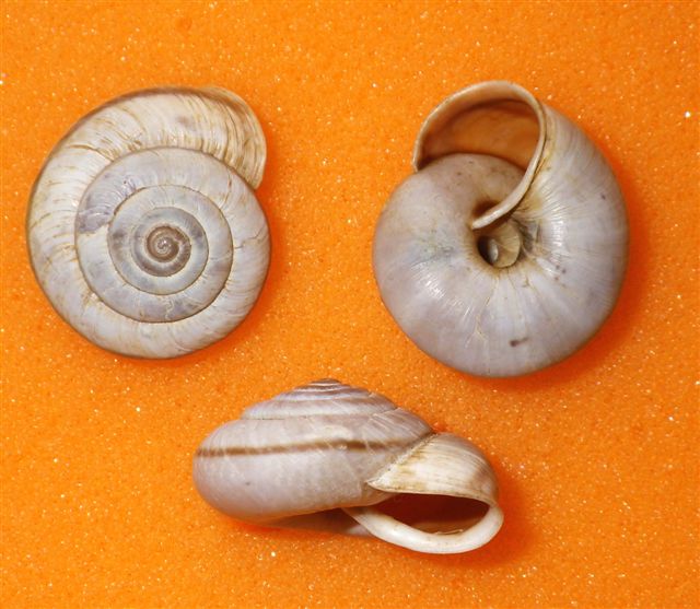 Chilostoma cingulatum (alzonai)