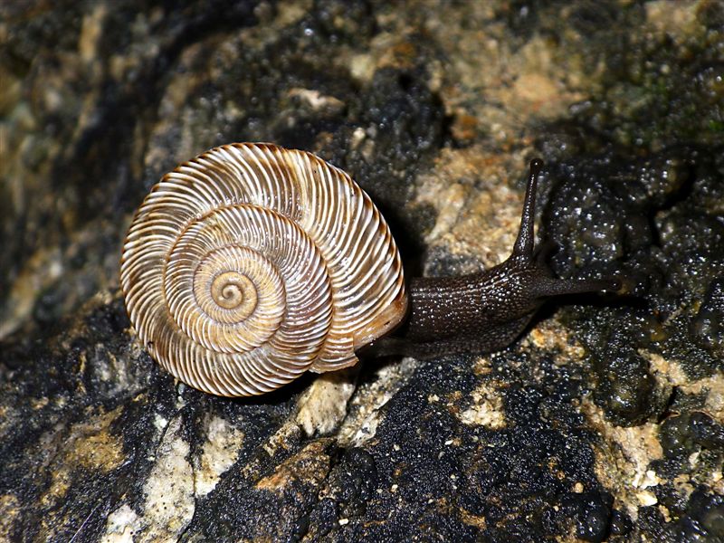 Chilostoma cingulatum gobanzi (Frauenfeld,1867)