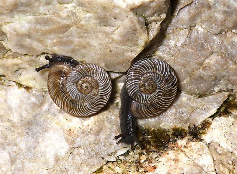 Chilostoma cingulatum gobanzi (Frauenfeld,1867)