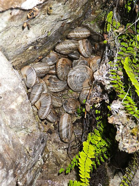 Chilostoma cingulatum gobanzi (Frauenfeld,1867)