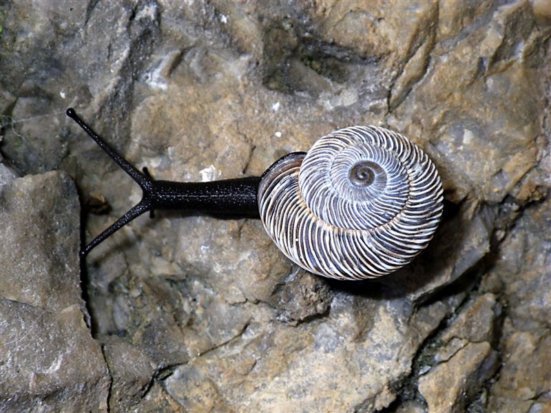 Chilostoma cingulatum gobanzi (Frauenfeld,1867)