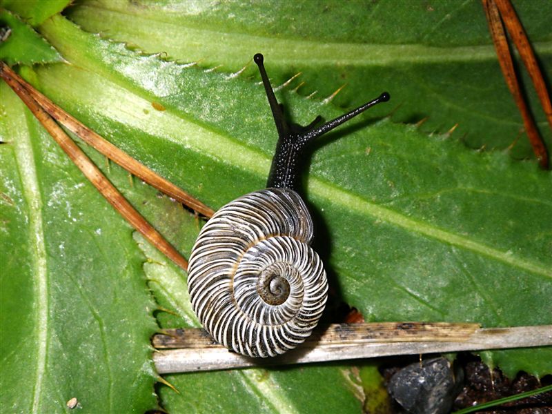 Chilostoma cingulatum gobanzi (Frauenfeld,1867)