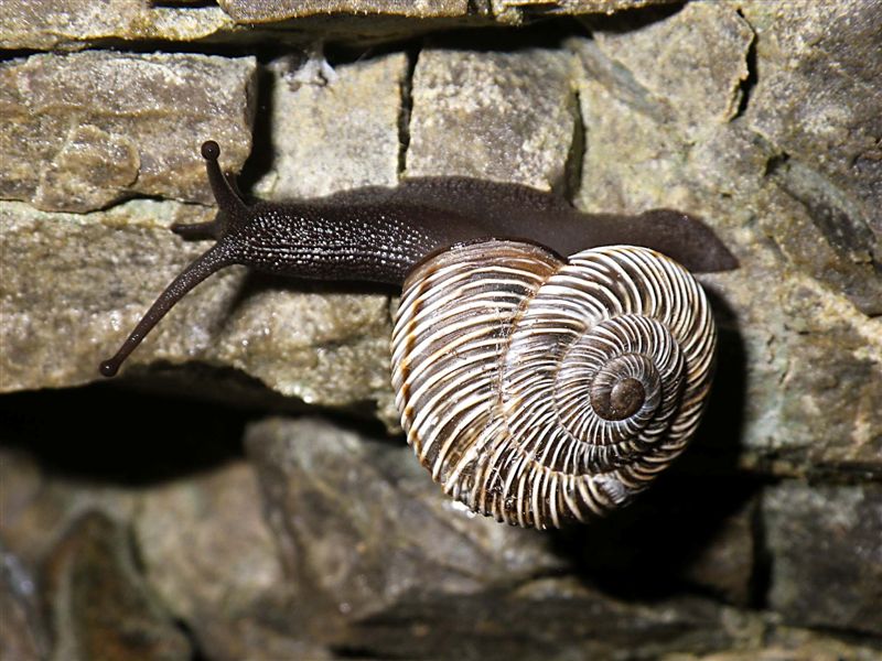 Chilostoma cingulatum gobanzi (Frauenfeld,1867)