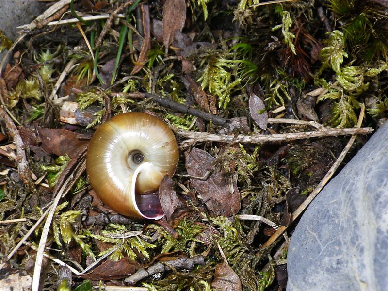 Chilostoma adelozona var. debettae ( Adami, 1876)