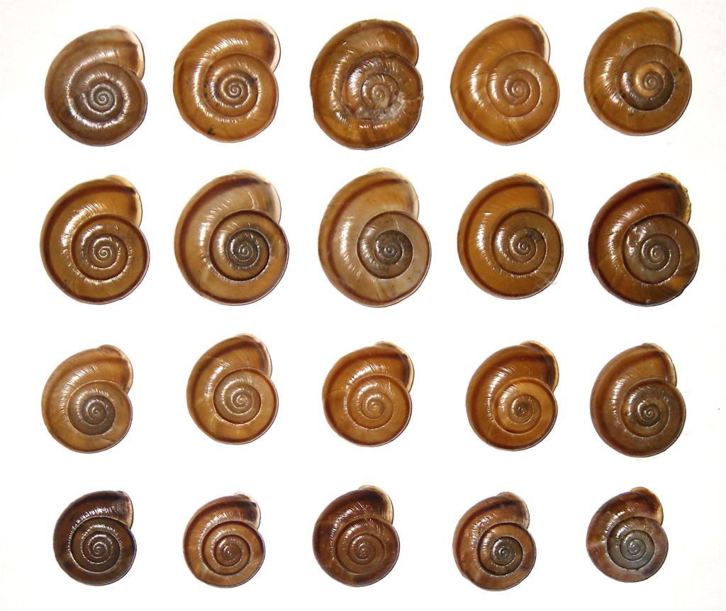 Chilostoma adelozona var. debettae ( Adami, 1876)