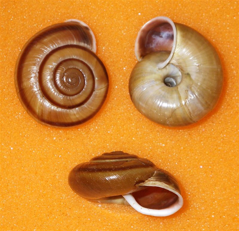 Chilostoma adelozona var. debettae ( Adami, 1876)