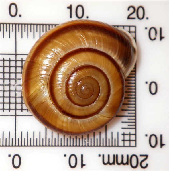 Chilostoma adelozona var. debettae ( Adami, 1876)