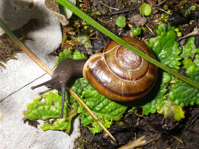 Chilostoma adelozona var. debettae ( Adami, 1876)