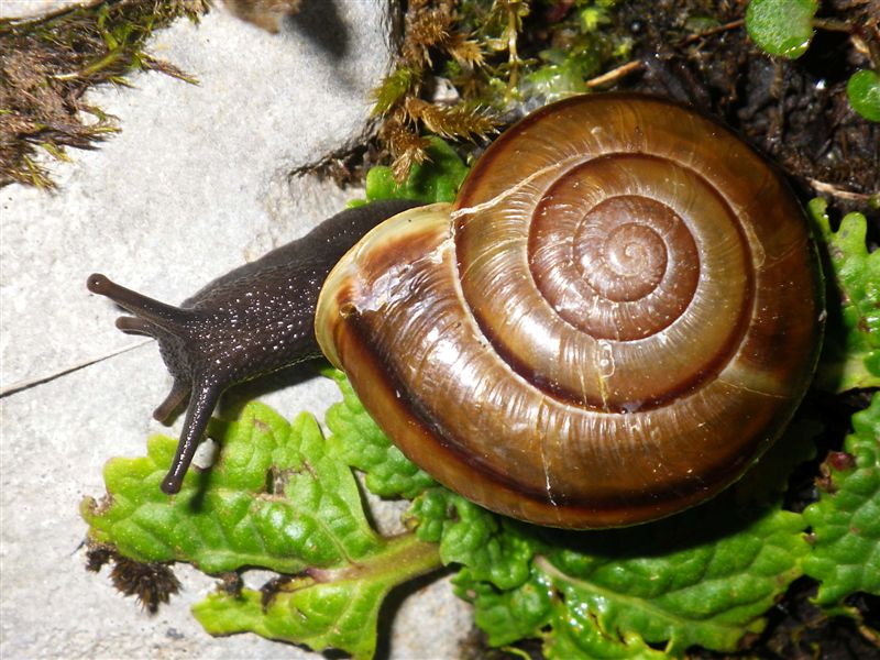 Chilostoma adelozona var. debettae ( Adami, 1876)