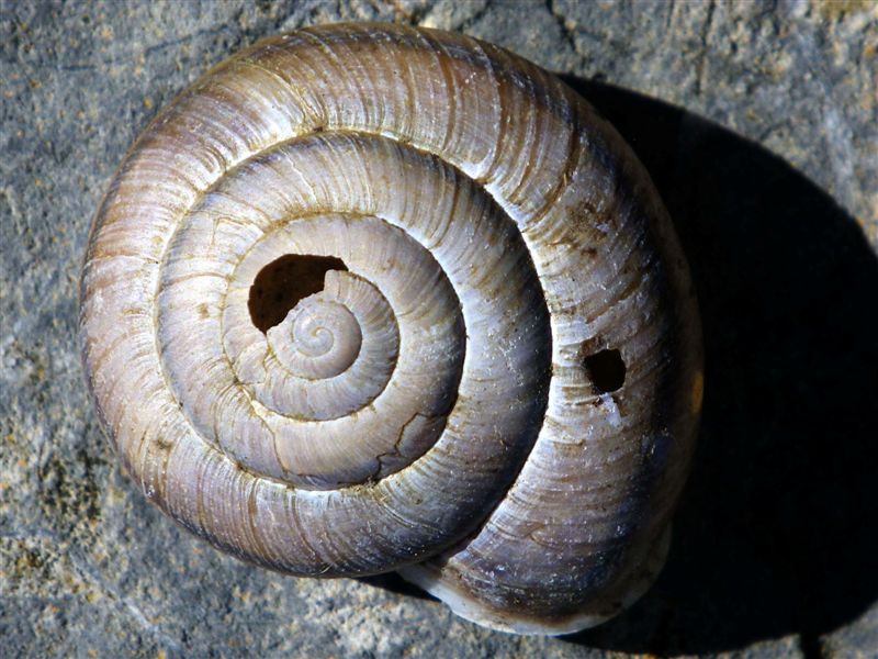 Chilostoma adelozona var. debettae ( Adami, 1876)