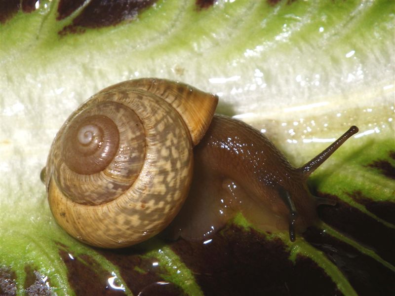 Arianta arbustorum ( Linnaeus, 1758) Campolaro BS