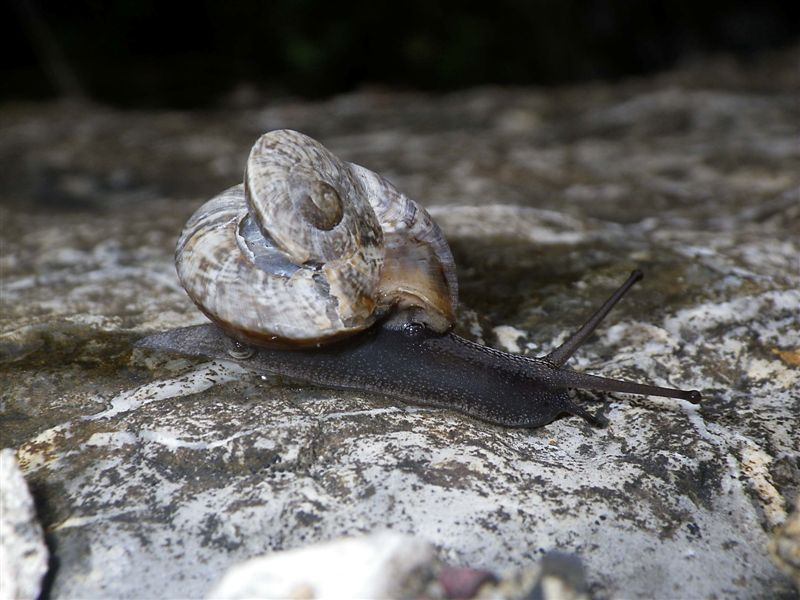 Ricostruzione post trauma Chilostoma c. tigrinum
