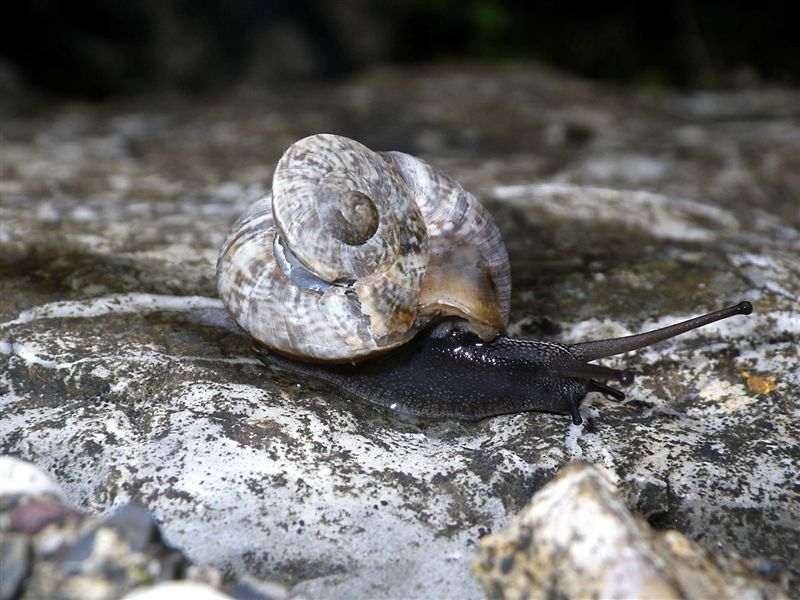 Ricostruzione post trauma Chilostoma c. tigrinum