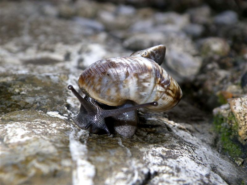 Ricostruzione post trauma Chilostoma c. tigrinum