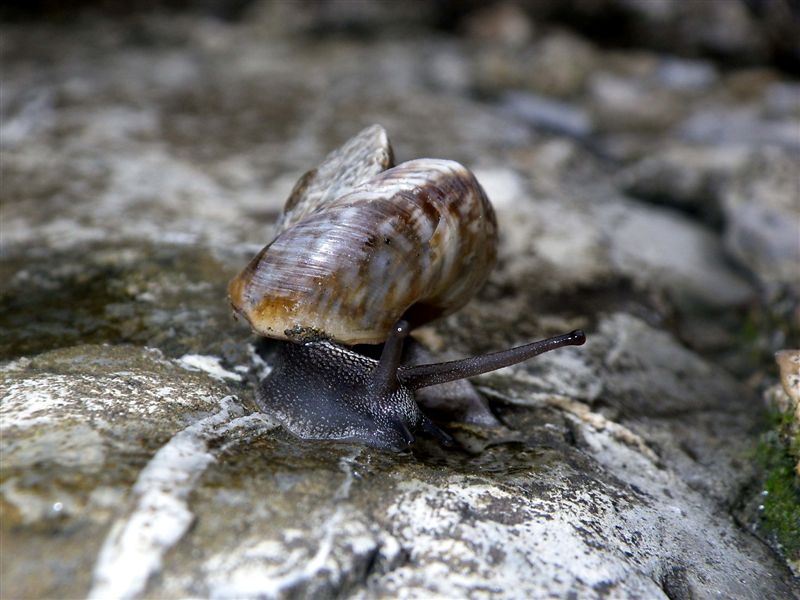 Ricostruzione post trauma Chilostoma c. tigrinum