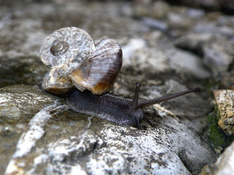 Ricostruzione post trauma Chilostoma c. tigrinum