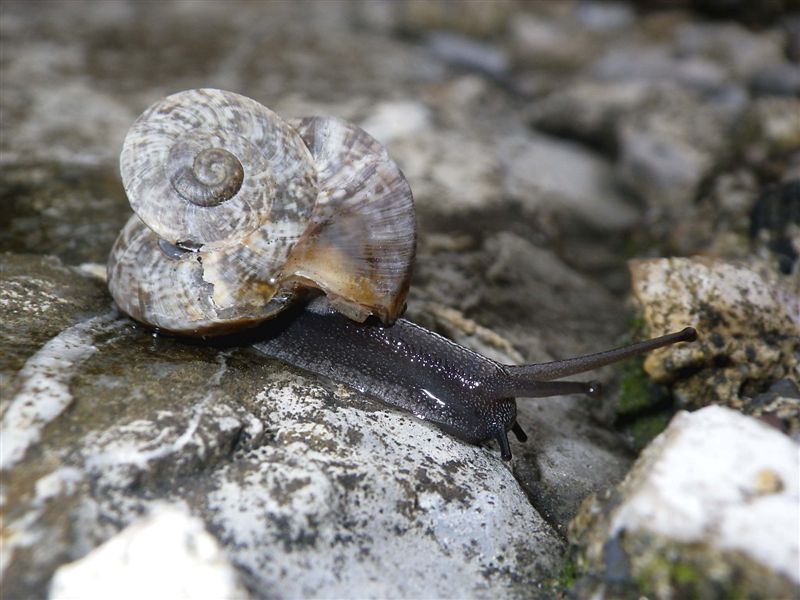 Ricostruzione post trauma Chilostoma c. tigrinum