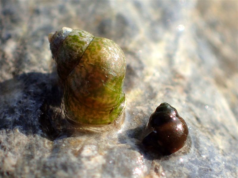 Sadleriana fluminensis ed Emmericia patula