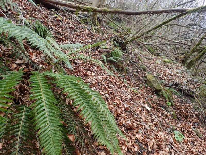 Argna valsabina , habitat.