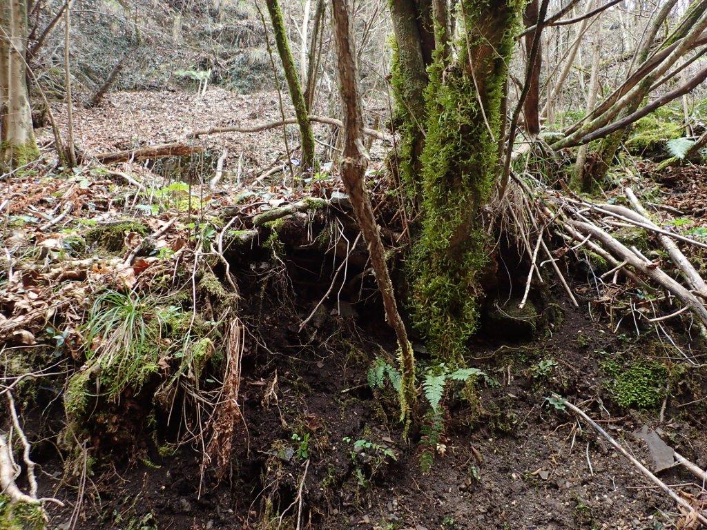 Argna valsabina , habitat.