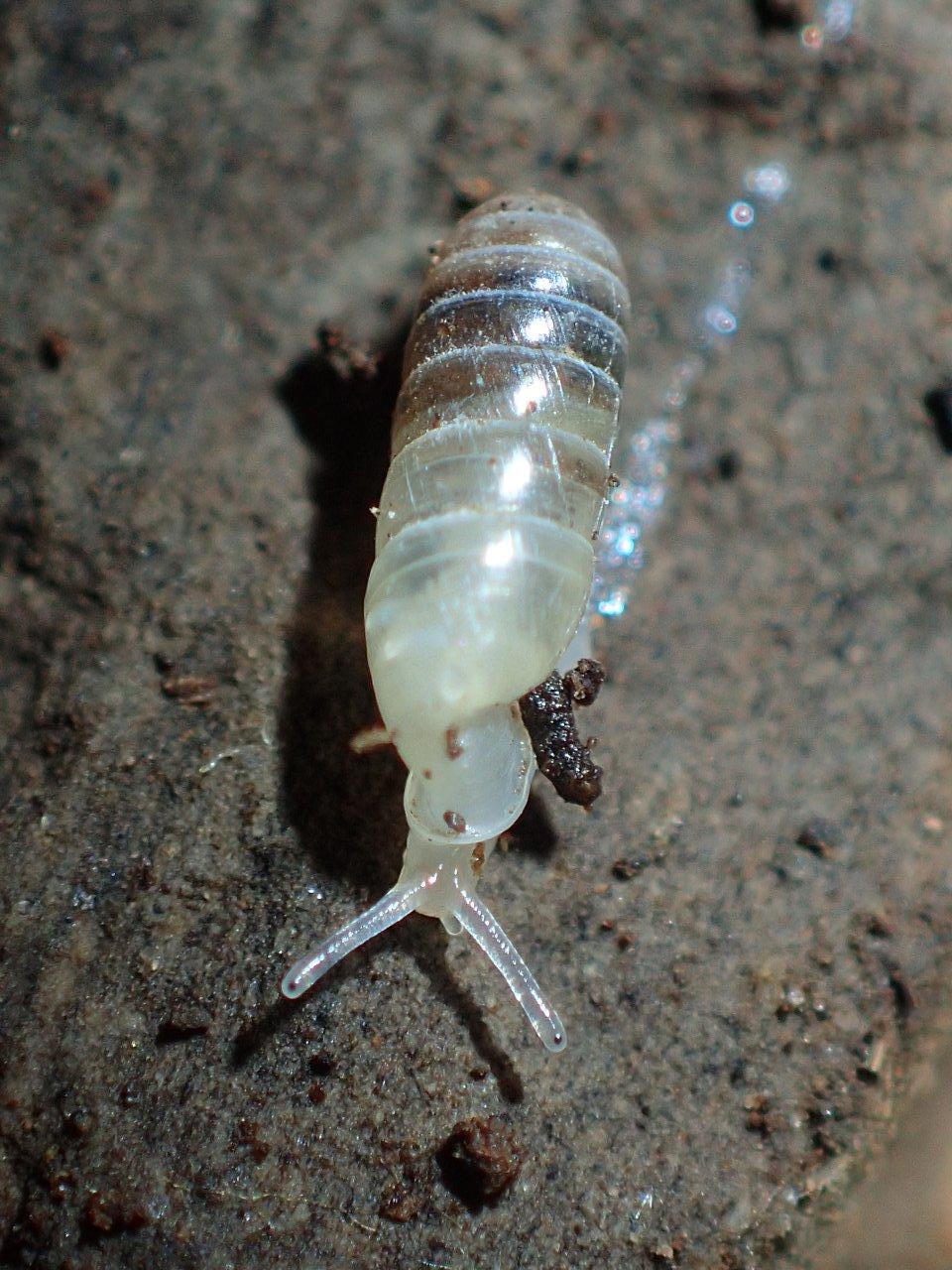 Argna valsabina , habitat.